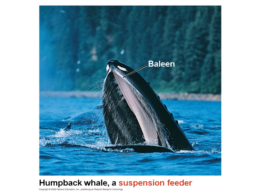 Humpback whale, a suspension feeder Baleen
